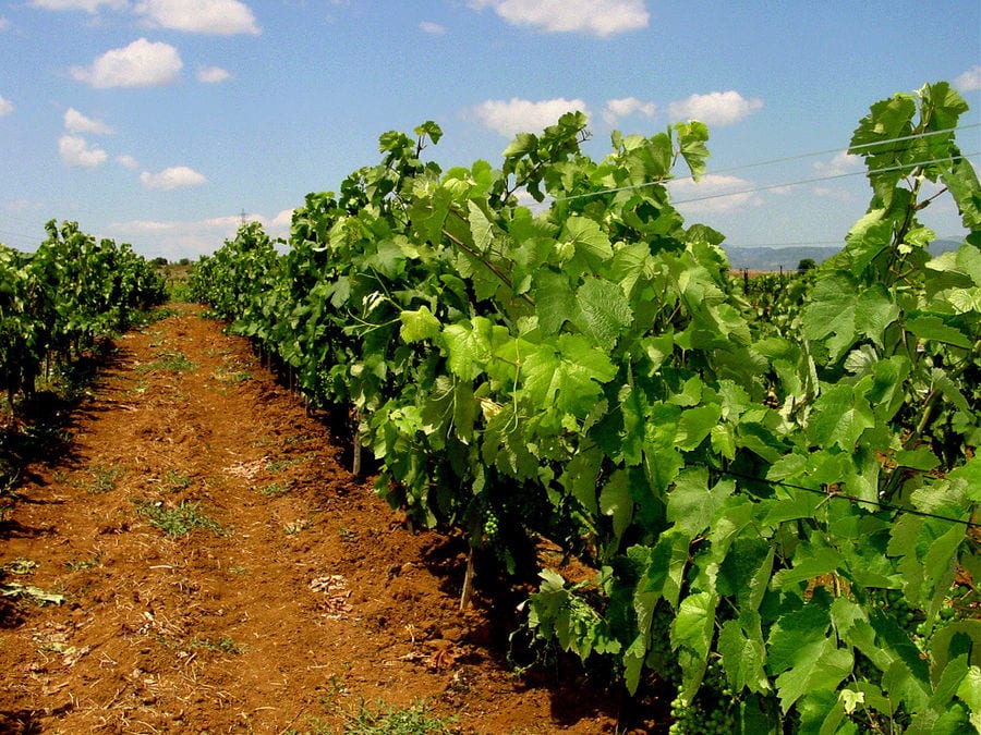 rows of vines at Ktima Spiropoulos vineyards in the background of blue sky